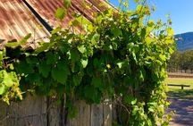 PRIVATE Hunter Valley Premium Wine Tasting Tour (10 hrs)