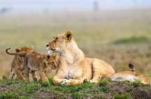 Nairobi National Park Half-Day Tour; Free Wi-Fi connection