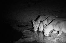 Exclusive Night Drive Safari near Hoedspruit