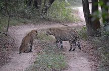 Yala national park Full day tour With breakfast and lunch