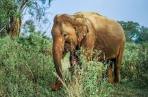 Yala national park Full day tour With breakfast and lunch