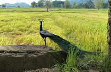Yala national park Full day tour With breakfast and lunch