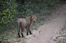 Yala national park Full day tour With breakfast and lunch