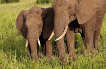 Experience the Midrange Safari in Tanzania 