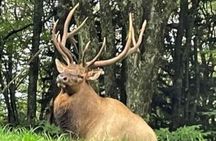 3.5-4 HR Smoky Mtn. Cherokee Eco Elk Safari Jeep Adventure 