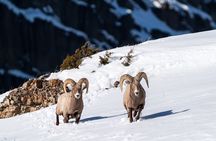 Full Day Guided Wildlife Photography Tour in Yellowstone