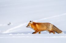 3 Day Guided Wildlife Photography Tour in Yellowstone