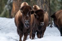 Full Day Guided Wildlife Photography Tour in Yellowstone