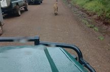 Private Nairobi National Park Tour & Sheldrick or Giraffe