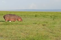 Private Nairobi National Park Tour & Sheldrick or Giraffe