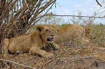 Private Nairobi National Park Tour & Sheldrick or Giraffe