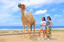 Camel Ride Tour in Los Cabos