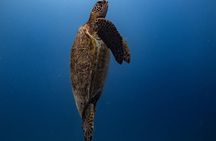 Private Turtle Canyon Snorkel & Cruise Waikiki