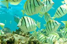 Lana'i Snorkel And Dolphin Quest with Maui Turtle Spot Tour