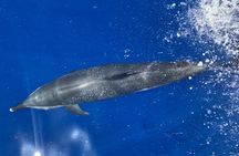 Lana'i Snorkel And Dolphin Quest with Maui Turtle Spot Tour