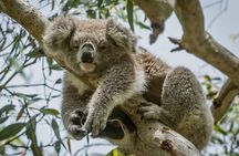 Full-Day Great Ocean Road and 12 Apostles Sunset Tour from Melbourne