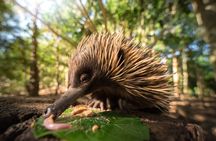  Australia Zoo Day Trip from Brisbane