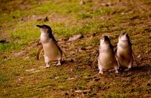 Phillip Island Penguin Parade Express Tour from Melbourne