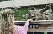 Kristiansand Guided Bus Tour and Moose Park Experience