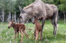 Kristiansand Guided Bus Tour and Moose Park Experience