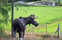 Kristiansand Guided Bus Tour and Moose Park Experience