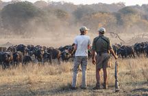 5 Days Hwange Luxury Safari Experience