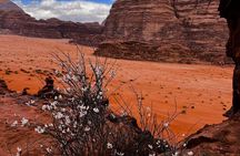  Wadi Rum 5-Hour Jeep Tour with Camel Ride and Stargazing