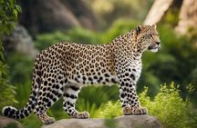 Wilpattu National Park | Private Safari