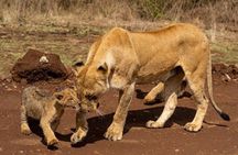 3 days Tsavo East and Amboseli Safari from Diani Mombasa