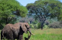 Tarangire National Park Day Trip