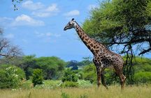 Tarangire National Park Day Trip
