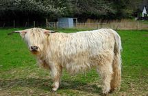 From Edinburgh: Glenfinnan, Highlands & Hairy Coos