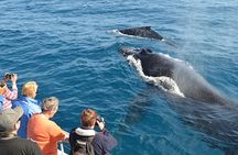 All Inclusive Mirissa Morning Whale Watching Boat Tour with Geeth