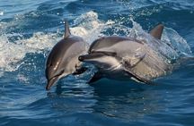 All Inclusive Mirissa Morning Whale Watching Boat Tour with Geeth