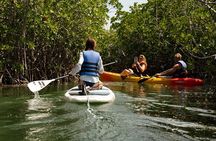 Key West Hidden Sanctuary Mangrove Kayak Tour With Drinks