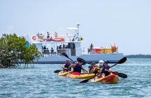 Key West Hidden Sanctuary Mangrove Kayak Tour With Drinks