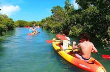 Key West Hidden Sanctuary Mangrove Kayak Tour With Drinks