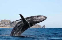 Whale Tale Adventures in Los cabos