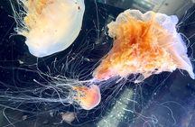 Aquarium Behind the Scenes at Sitka