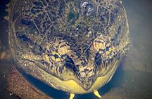 Sarapiqui Rainforest Night Walk : Wildlife & Adventure.