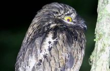 Sarapiqui Rainforest Night Walk : Wildlife & Adventure.