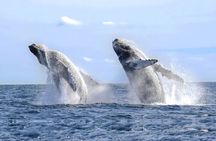 Whale Tale Adventures in Los cabos