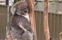 Adelaide Cruise Ship Tours to Hahndorf & Hills Wildlife Wonders