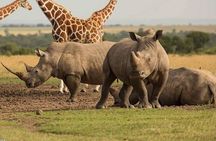 Day Tour to OL Pejeta Conservancy