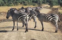 Day Tour to OL Pejeta Conservancy