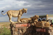 Overland Game Drive in Nairobi National Park