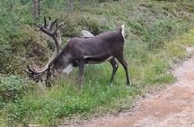 Live the Day with Locals in Lapland Area.