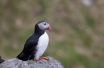 Wildlife Sea Safari in Alesund