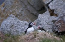 Wildlife Sea Safari in Alesund