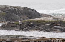 Wildlife Sea Safari in Alesund